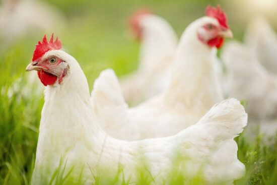 White Plymouth Rock Chicken: Meet This Friendly Dual-Purpose Chicken
