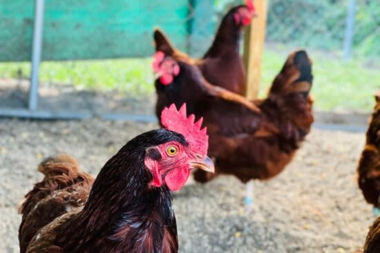 Cherry Egger Chicken: Meet This Abundant Layer