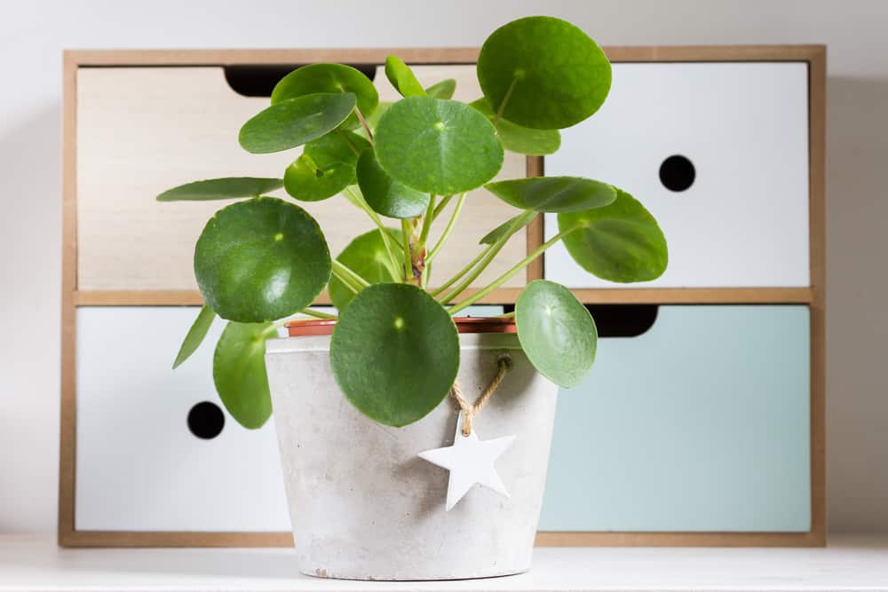 Pilea Peperomioides: How to Care for Chinese Money Plants