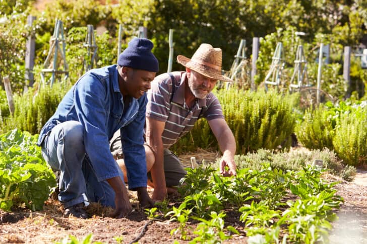 8 Suggestions to Make the Most of a Community Plot