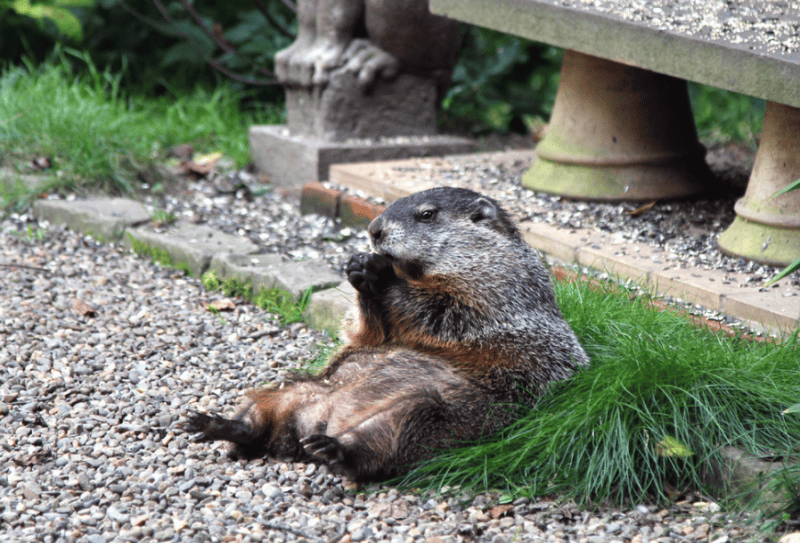 Groundhog photo by Anoldent, via Flickr Creative Commons