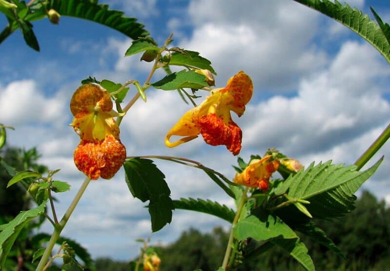 Spotted jewelweed (Impatiens capensis)
Photo by D. Gordon E. Robertson, PhD, via Flickr Creative Commons