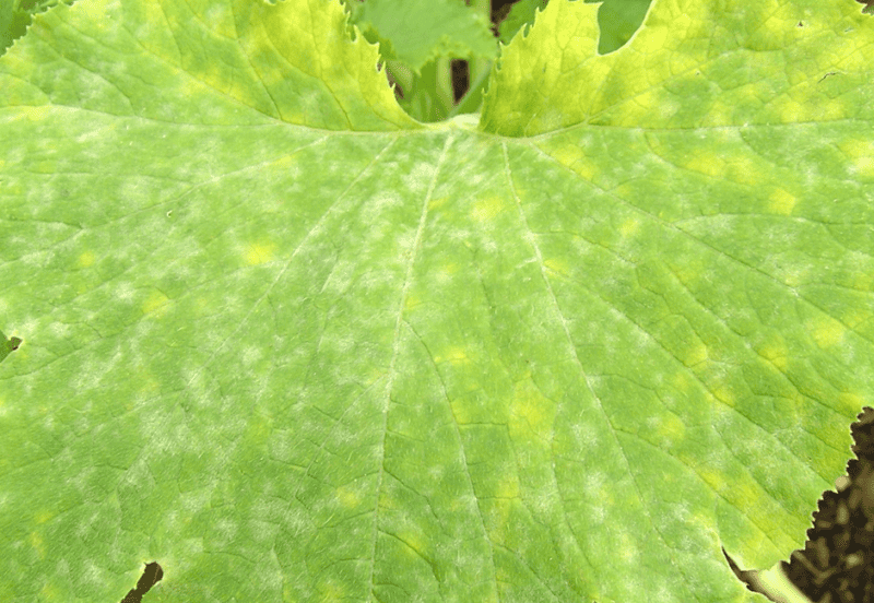 Zucchini powdery mildew
Photo by Scot Nelson via Flickr Creative Commons: https://www.flickr.com/photos/scotnelson/