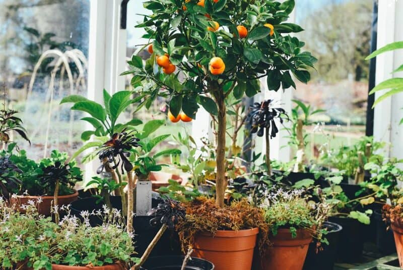 Citrus trees grown indoors