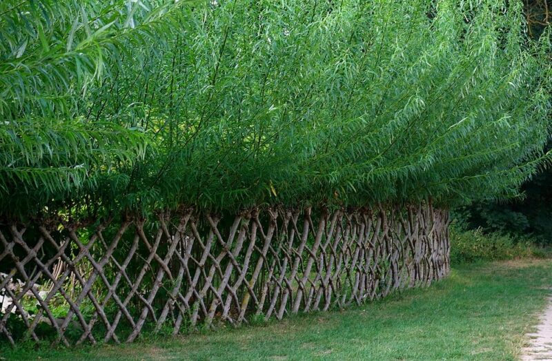 Living fence made of willow
Photo by Lusi Lindwurm via Wikimedia Commons
