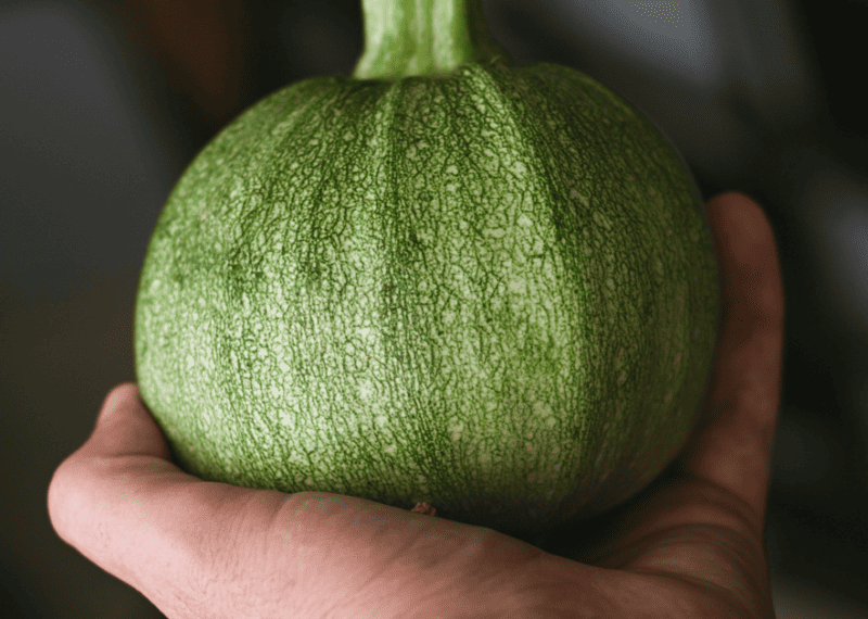 Ronde de Nice is one of the smaller zucchini cultivars