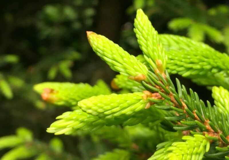 Healing properties of trees: spruce