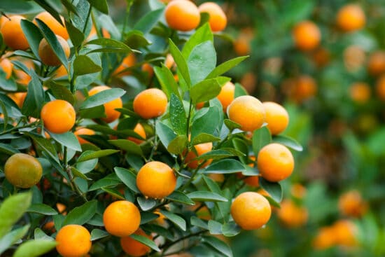 Growing Satsumas: The Ultimate Care Guide for This Citrus Delight