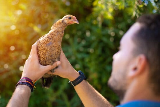 11 Ways to Stop a Chicken Roosting in Trees