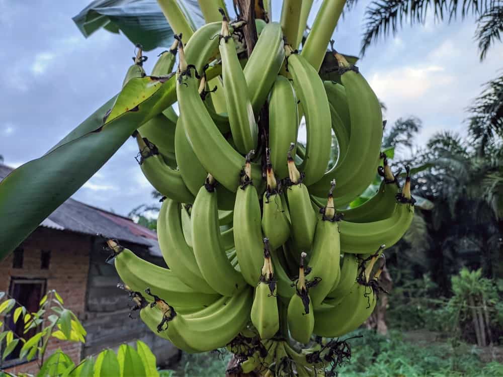 How To Grow Plantains For Food And Beauty How To Grow Plantains For Food And Beauty