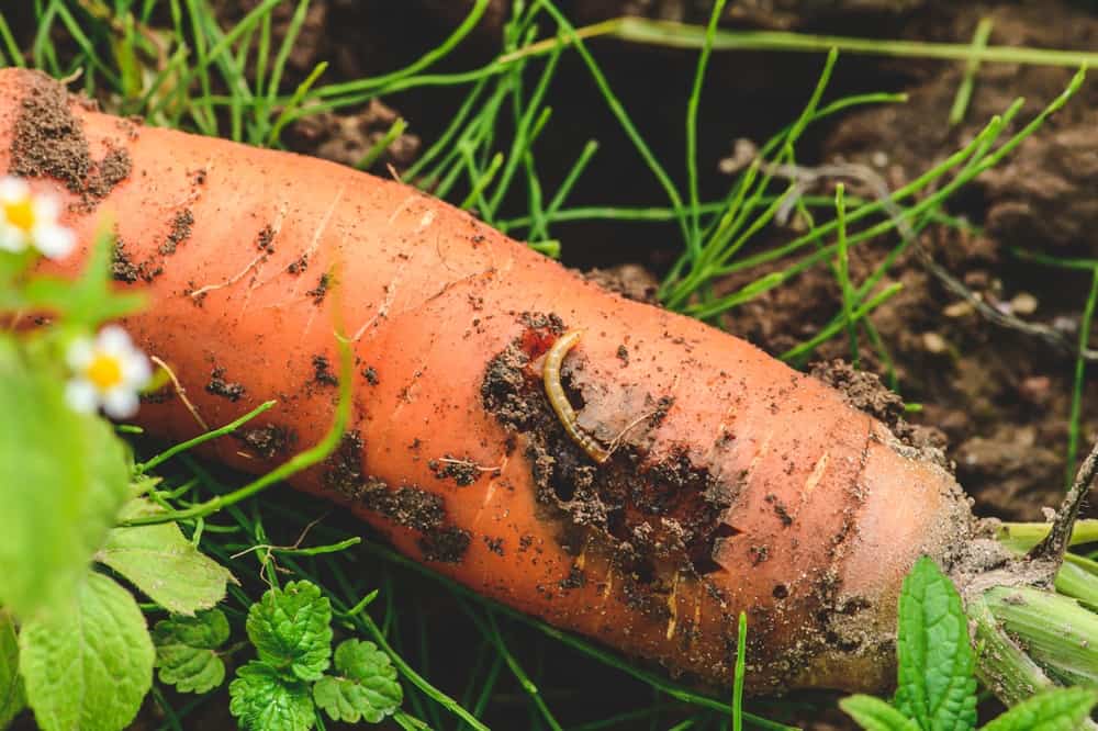 How to Protect Your Vegetables From Carrot Flies