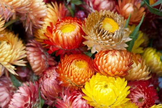 Growing Strawflowers: How to Plant and Care For Everlasting Daisies
