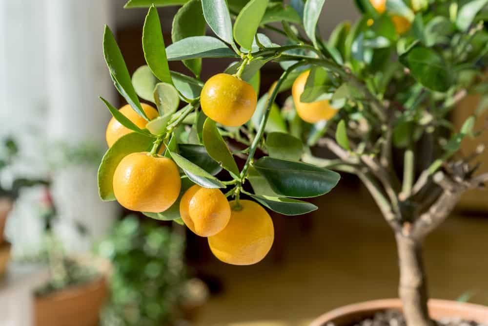 The Complete Guide to Growing Citrus Trees Indoors Successfully