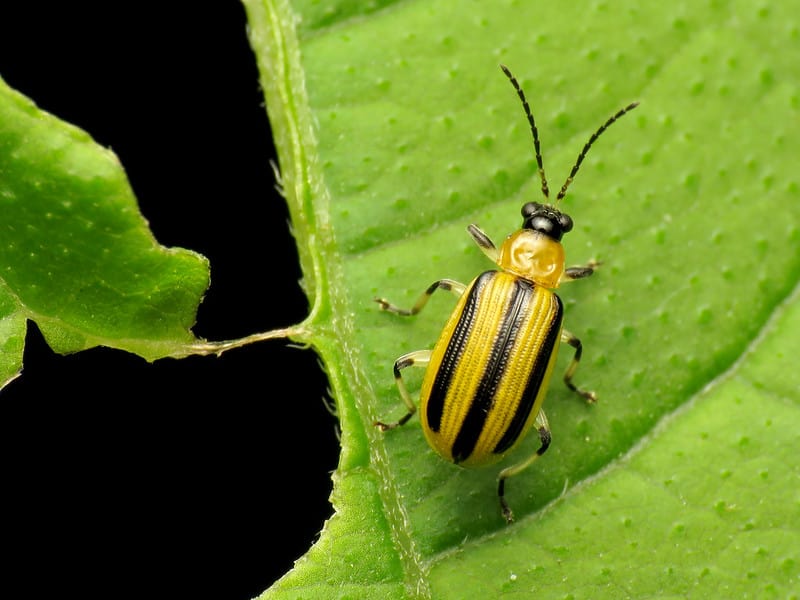 Cucumber beetle photo by Katja Schulz, via Flickr Creative Commons
