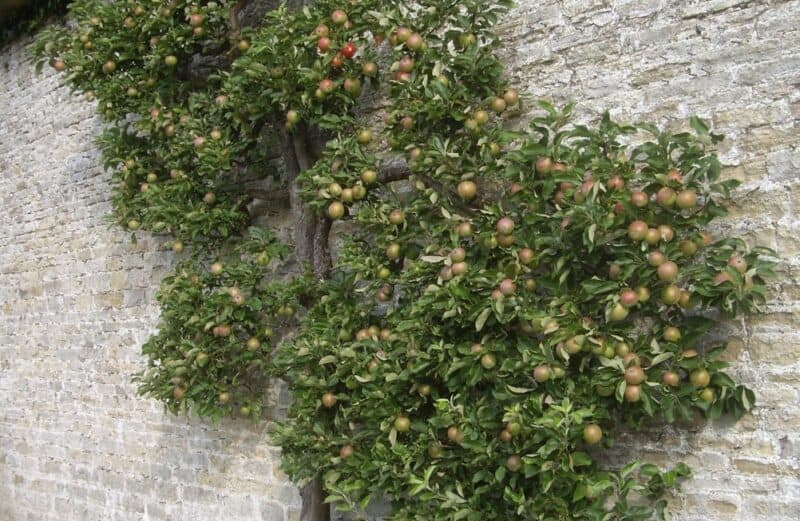 Espalier apple tree
Photo by Stanley Howe via Wikimedia Commons