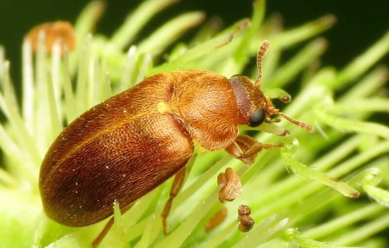 Raspberry fruitworm beetle photo by 
Katja Schulz, via Flickr Creative Commons.