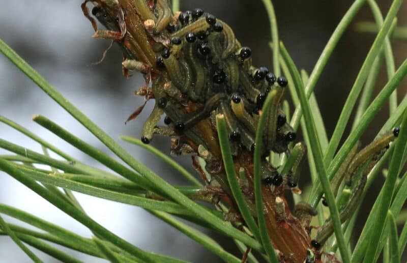 Pine sawfly larvae photo by S. Rae via Wikimedia Commons