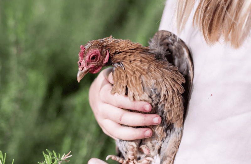 Raising chickens for eggs can be immensely rewarding, but also devastating.