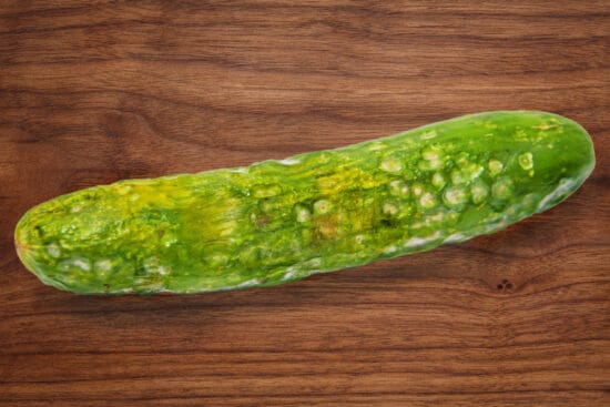 Holes in Homegrown Cucumbers: 11 Potential Causes and Remedies