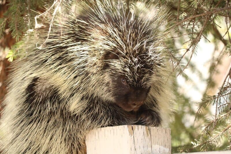 Pine tree pests
Porcupines damage pine trees by stripping and eating the bark in winter when food is scarce.