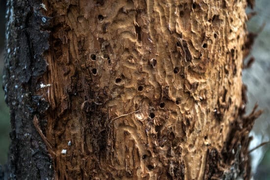 11 Common Pine Tree Pests and Diseases