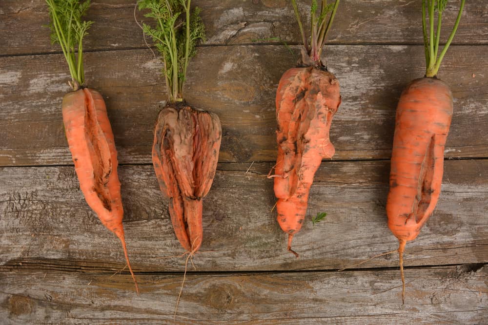 11 Causes of Carrot Splitting and Cracking