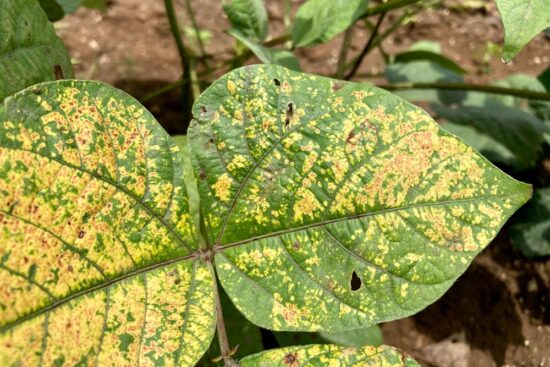 9 Devastating Bean Plant Diseases and How to Treat Them