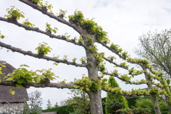 How to Espalier Trees and Shrubs to Maximize Growing Space