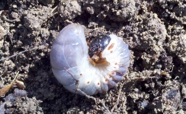 14 Bothersome Garden Insect Pests Chickens Eat
