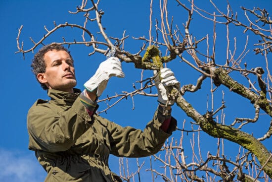 Pruning Fruit Trees: How to Prune Apples, Plums, Pears, Cherries, and More