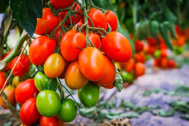 Differences Between Determinate and Indeterminate Tomatoes