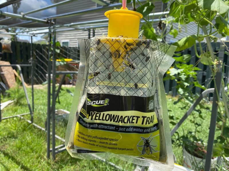 Yellowjackets: Are They Friend or Foe? (And How to Control Them)