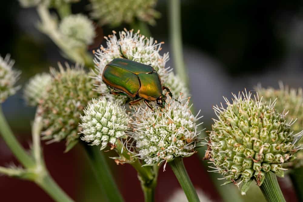 June Insects Learn to Identify, Prevention, and Control June Bugs