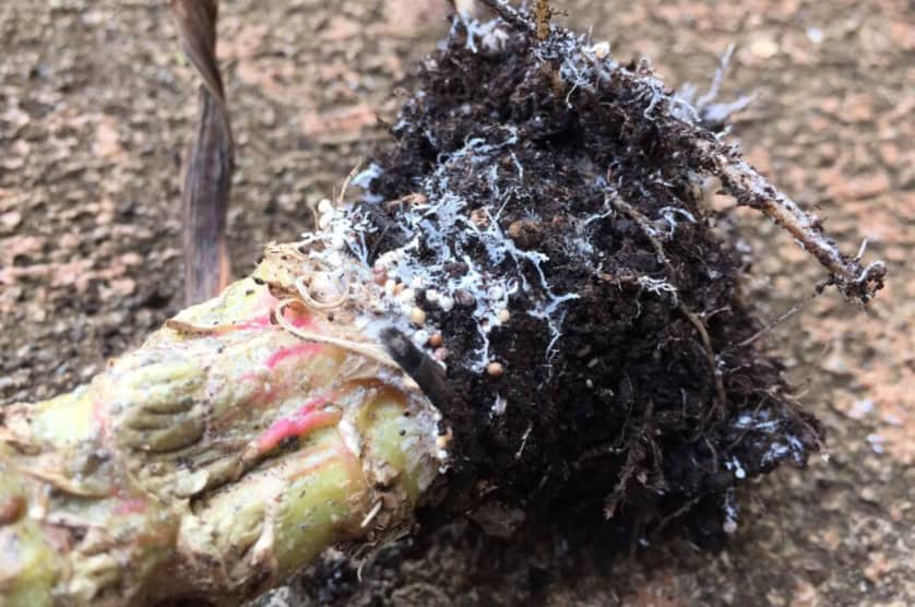 How to Vanquish 22 Pernicious Okra Pests and Diseases