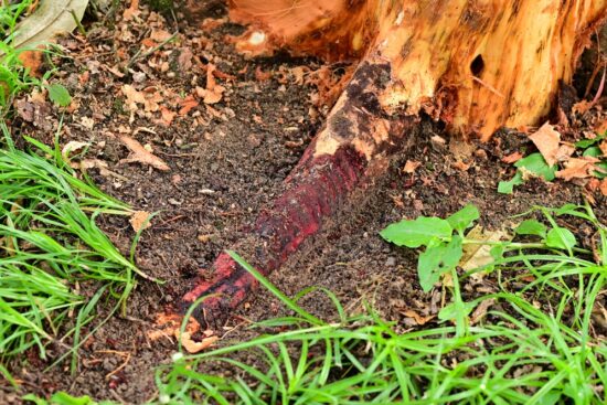 Phytophthora Blight: How to Handle This Deadly Garden Disease